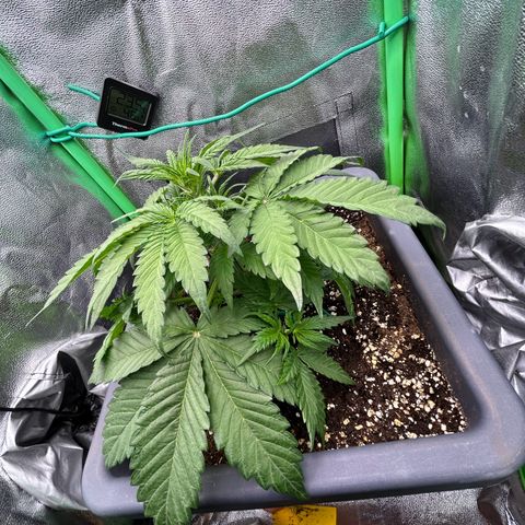 Solomatic CBD growlog timeline photo