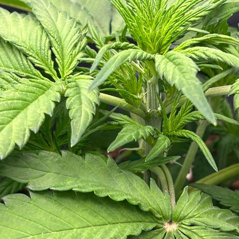 Solomatic CBD growlog timeline photo