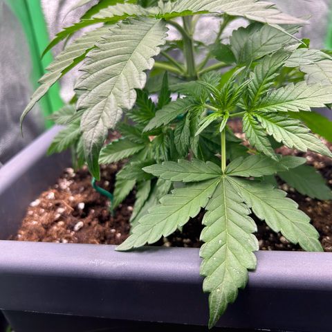 Solomatic CBD growlog timeline photo