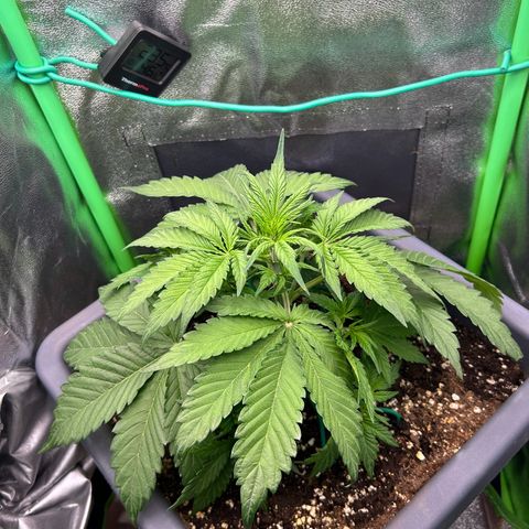Solomatic CBD growlog timeline photo