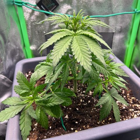 Solomatic CBD growlog timeline photo