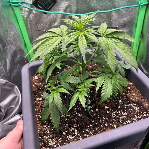 Solomatic CBD growlog timeline photo