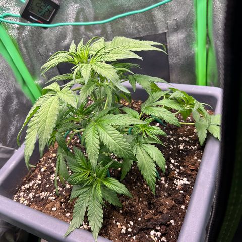 Solomatic CBD growlog timeline photo