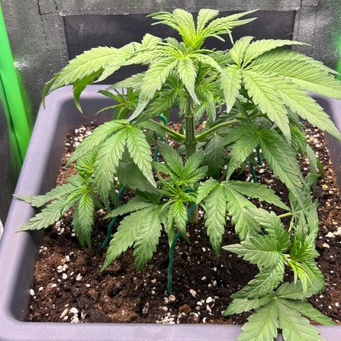 Solomatic CBD growlog timeline photo