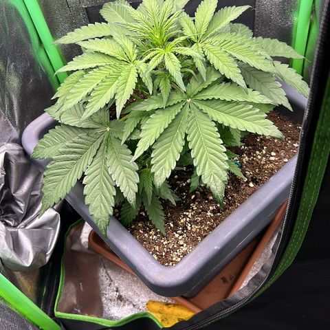 Solomatic CBD growlog timeline photo