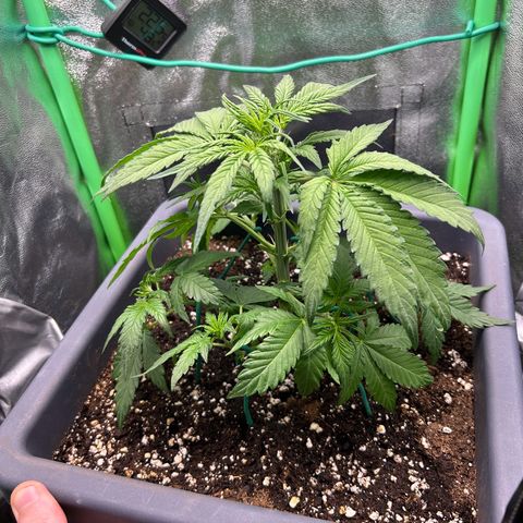 Solomatic CBD growlog timeline photo