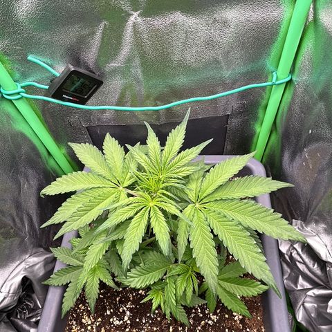 Solomatic CBD growlog timeline photo