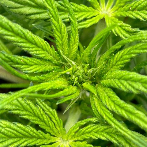 Solomatic CBD growlog timeline photo