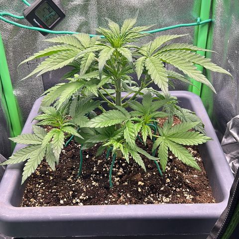 Solomatic CBD growlog timeline photo