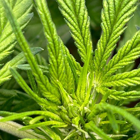 Solomatic CBD growlog timeline photo