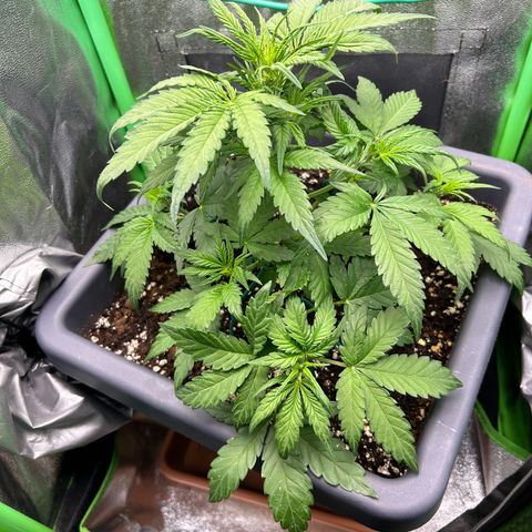 Solomatic CBD growlog timeline photo
