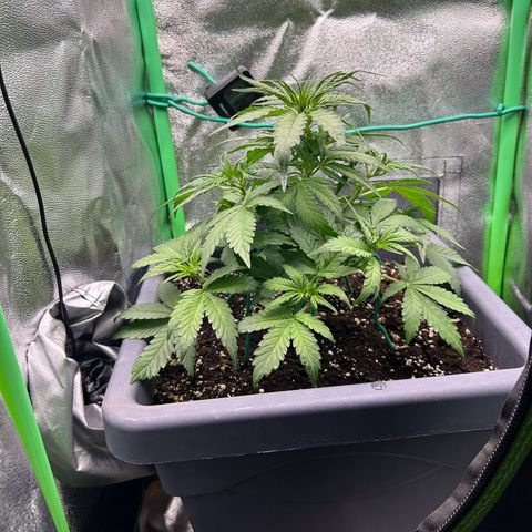 Solomatic CBD growlog timeline photo