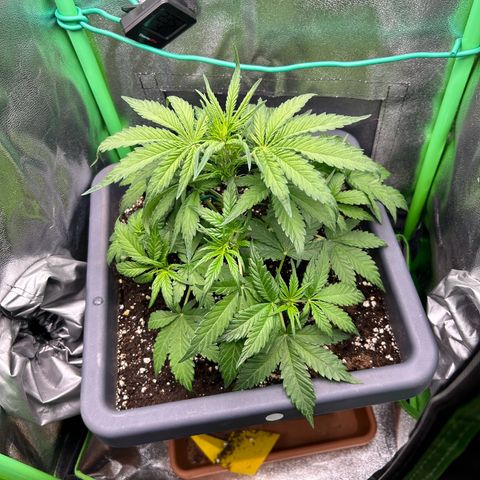 Solomatic CBD growlog timeline photo
