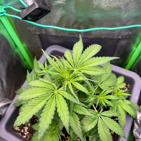 Solomatic CBD growlog timeline photo