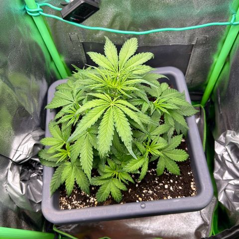 Solomatic CBD growlog timeline photo