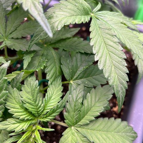 Solomatic CBD growlog timeline photo
