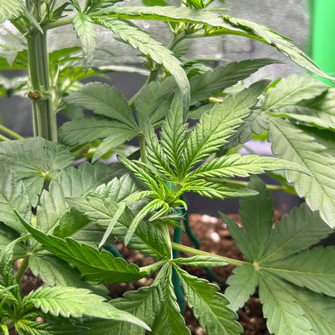 Solomatic CBD growlog timeline photo