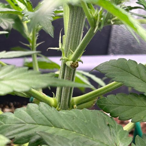 Solomatic CBD growlog timeline photo