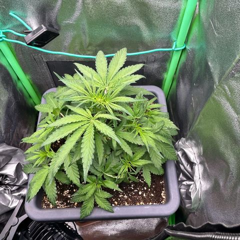Solomatic CBD growlog timeline photo