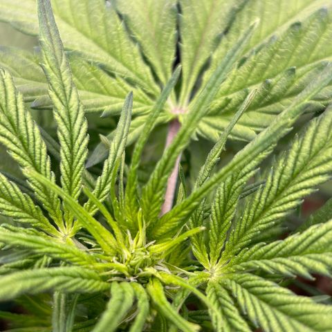 Solomatic CBD growlog timeline photo