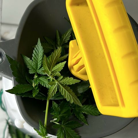 Solomatic CBD growlog timeline photo