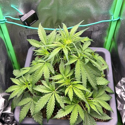 Solomatic CBD growlog timeline photo