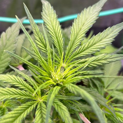 Solomatic CBD growlog timeline photo