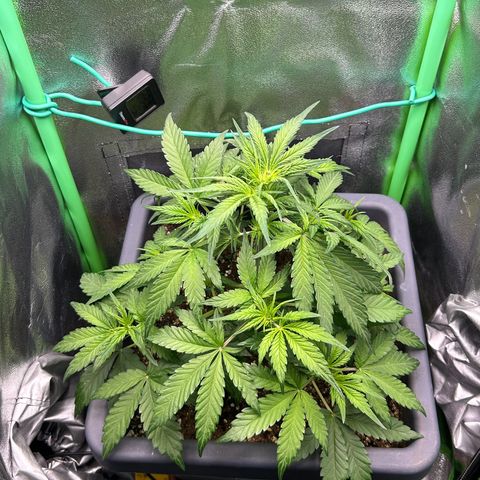 Solomatic CBD growlog timeline photo
