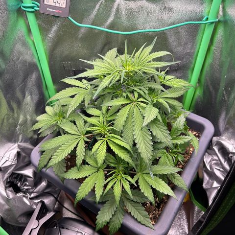 Solomatic CBD growlog timeline photo