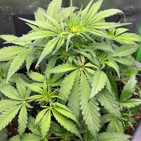 Solomatic CBD growlog timeline photo