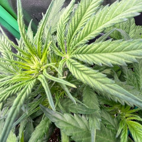 Solomatic CBD growlog timeline photo