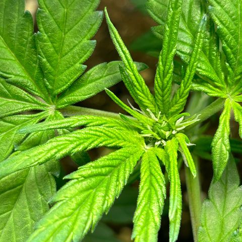 Solomatic CBD growlog timeline photo