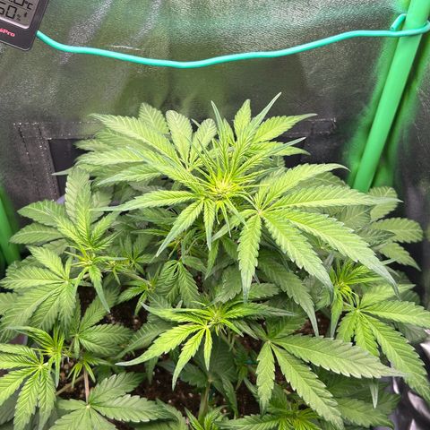 Solomatic CBD growlog timeline photo
