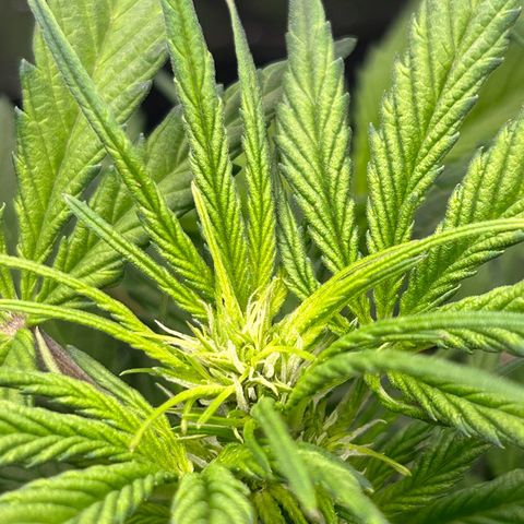 Solomatic CBD growlog timeline photo