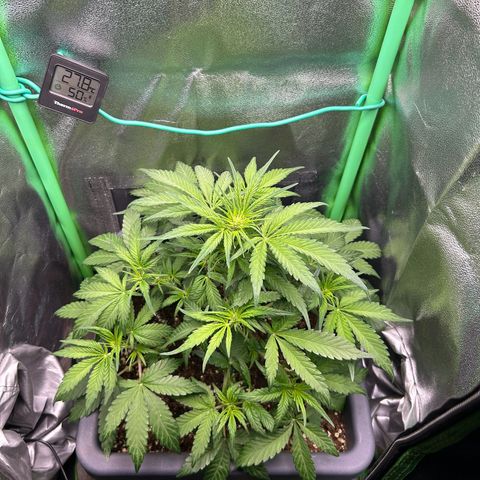 Solomatic CBD growlog timeline photo