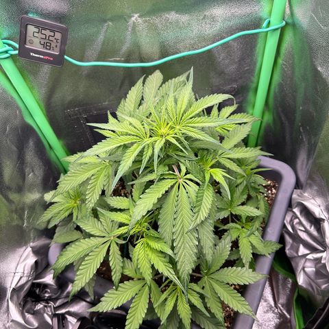 Solomatic CBD growlog timeline photo
