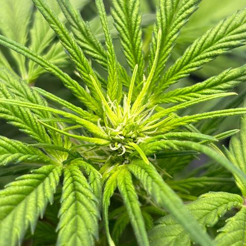Solomatic CBD growlog timeline photo