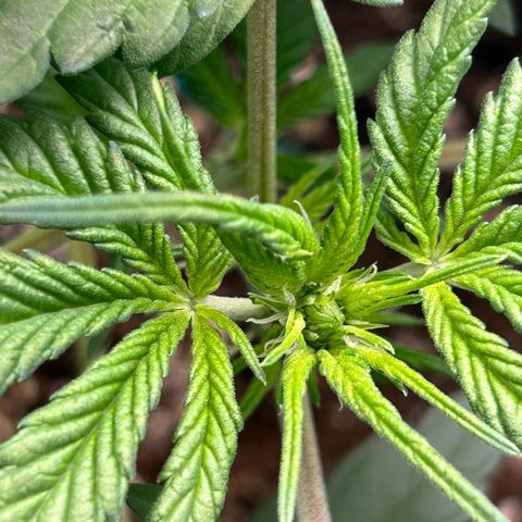 Solomatic CBD growlog timeline photo