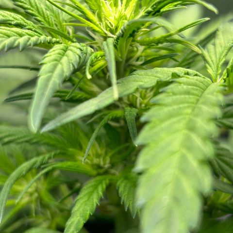 Solomatic CBD growlog timeline photo