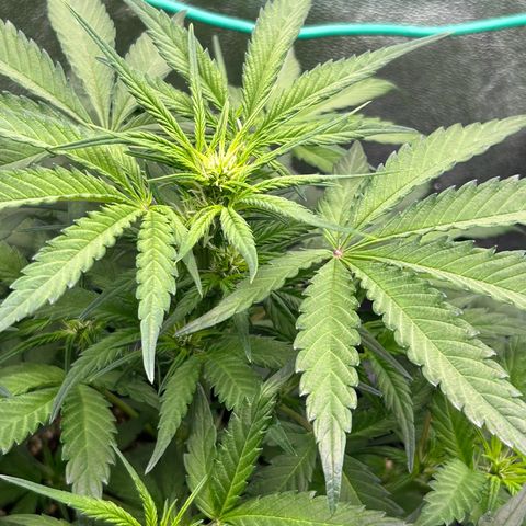 Solomatic CBD growlog timeline photo