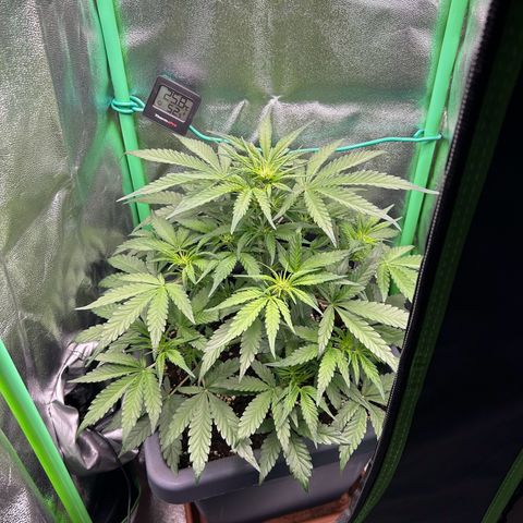 Solomatic CBD growlog timeline photo