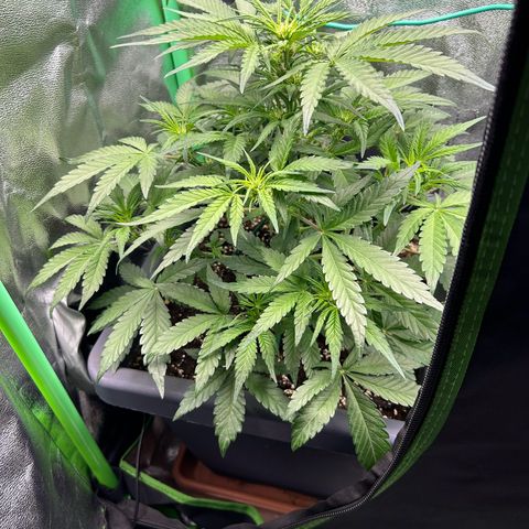 Solomatic CBD growlog timeline photo