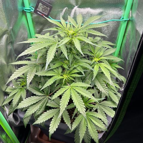 Solomatic CBD growlog timeline photo