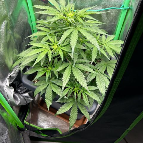 Solomatic CBD growlog timeline photo
