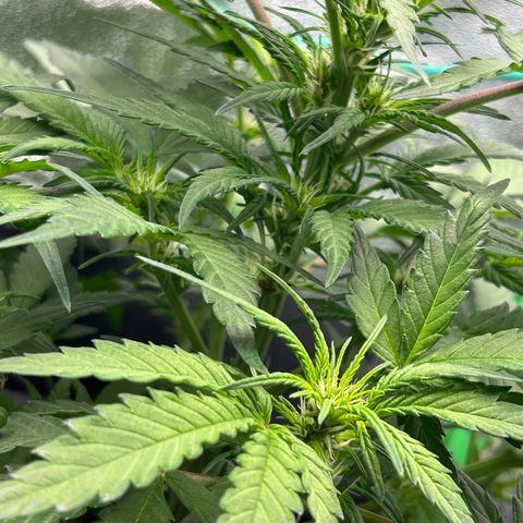 Solomatic CBD growlog timeline photo