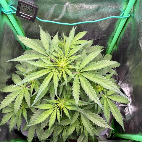 Solomatic CBD growlog timeline photo