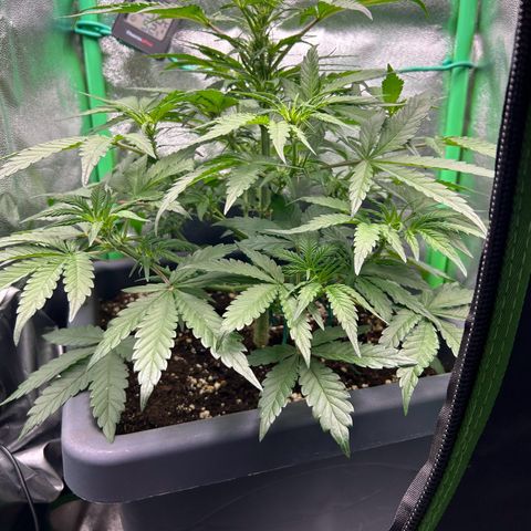Solomatic CBD growlog timeline photo