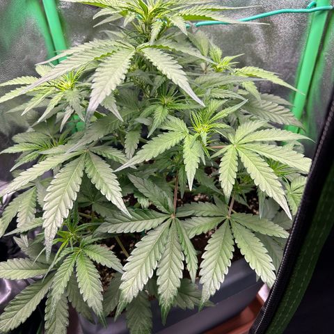 Solomatic CBD growlog timeline photo
