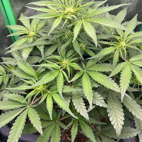 Solomatic CBD growlog timeline photo