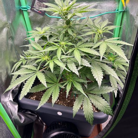 Solomatic CBD growlog timeline photo